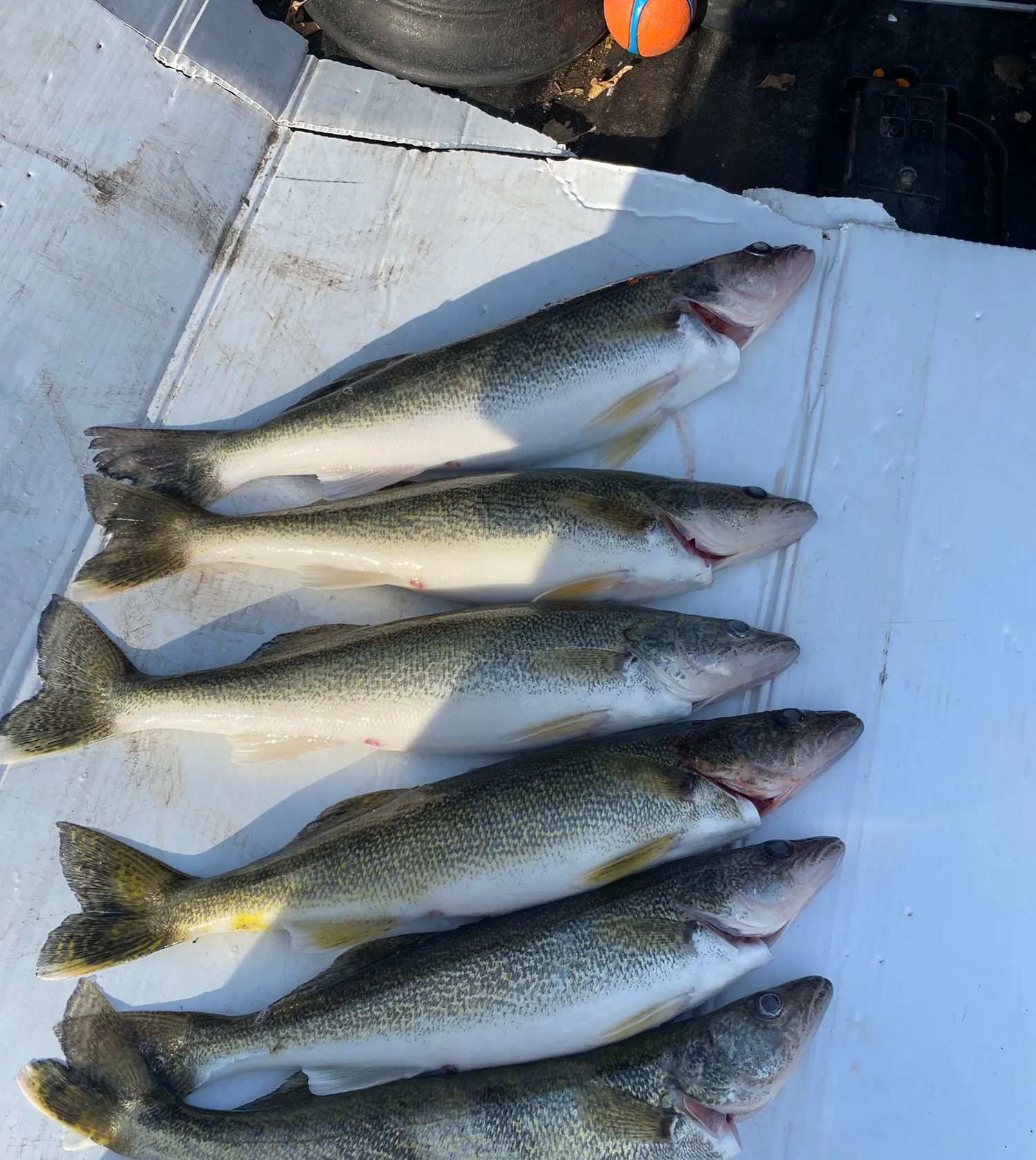 recently logged catches