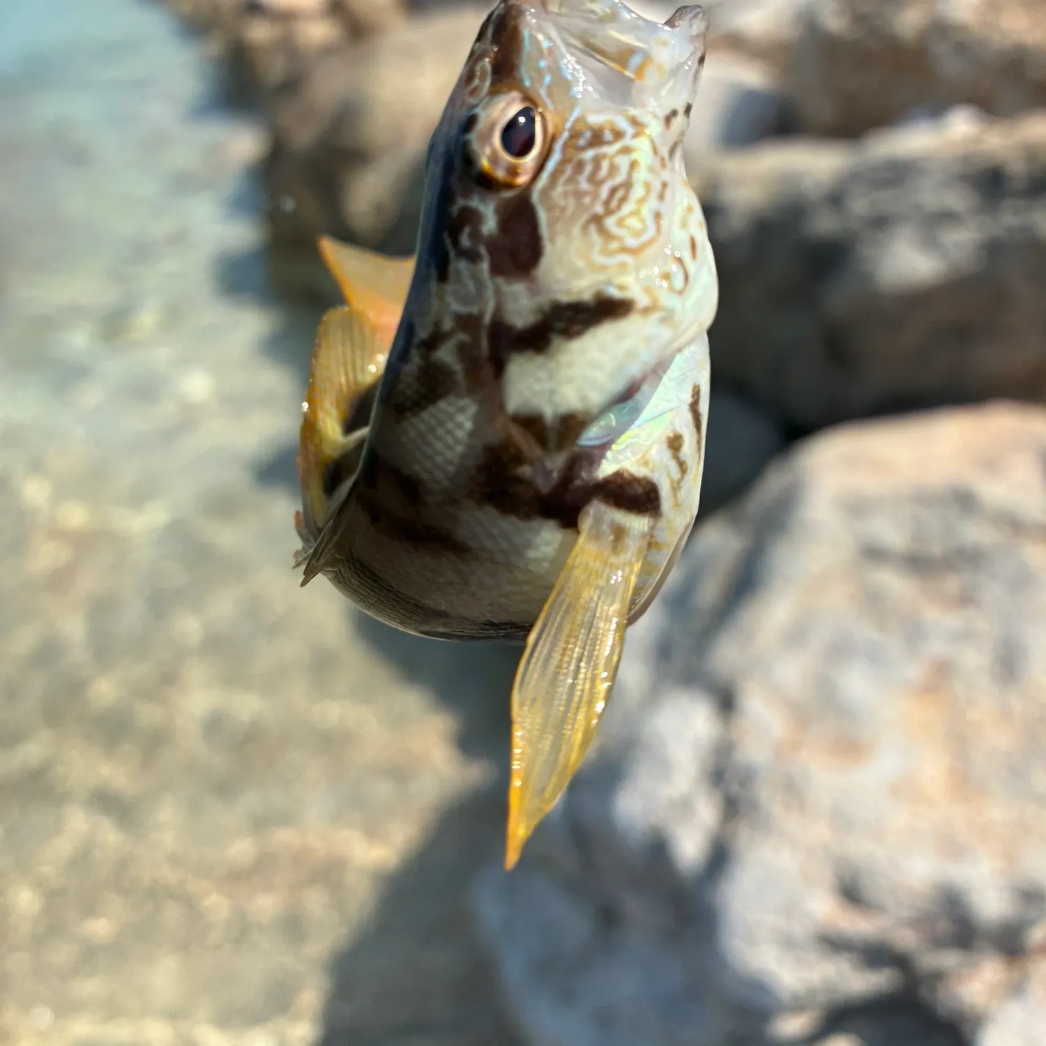 Painted comber caught on Fishbrain