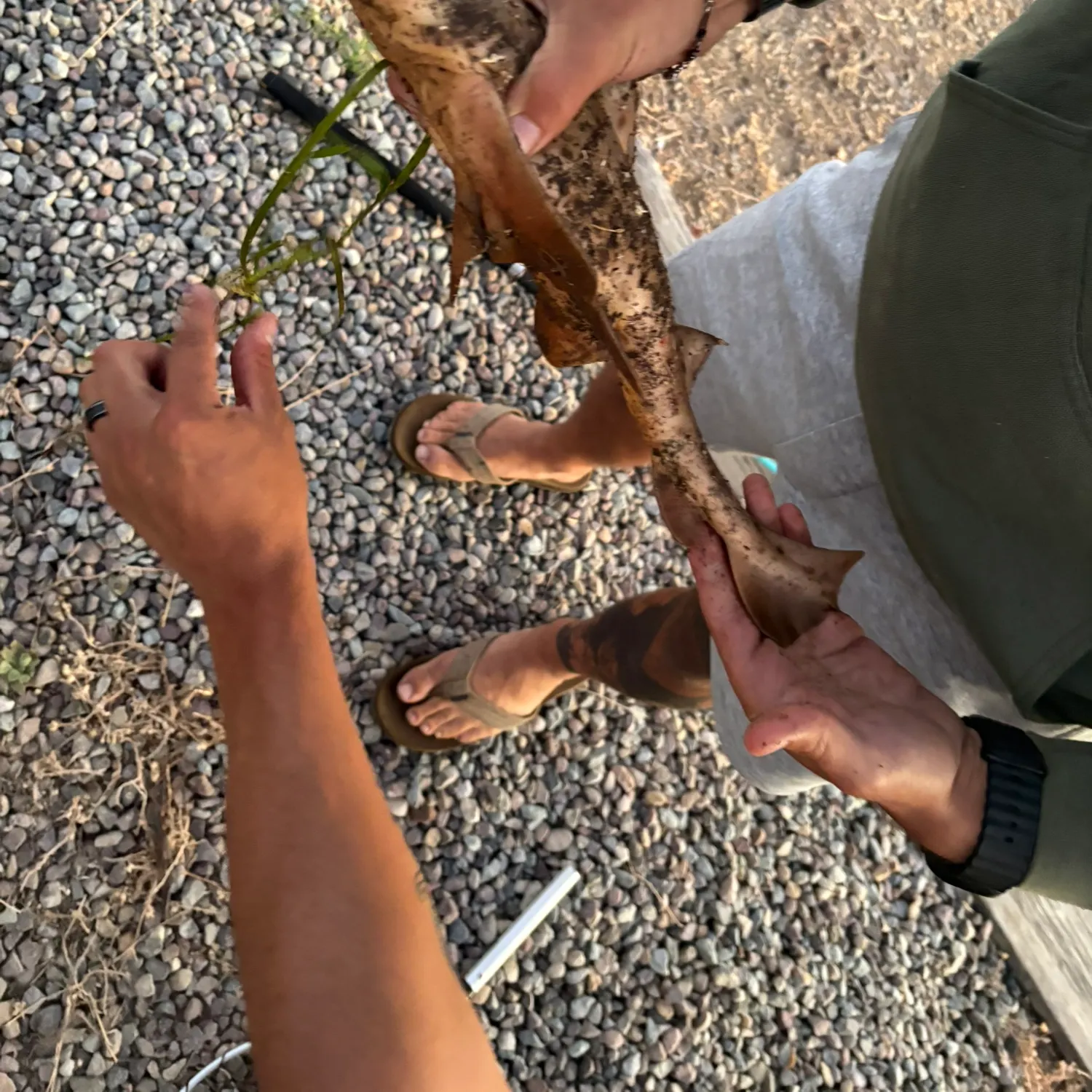 catch