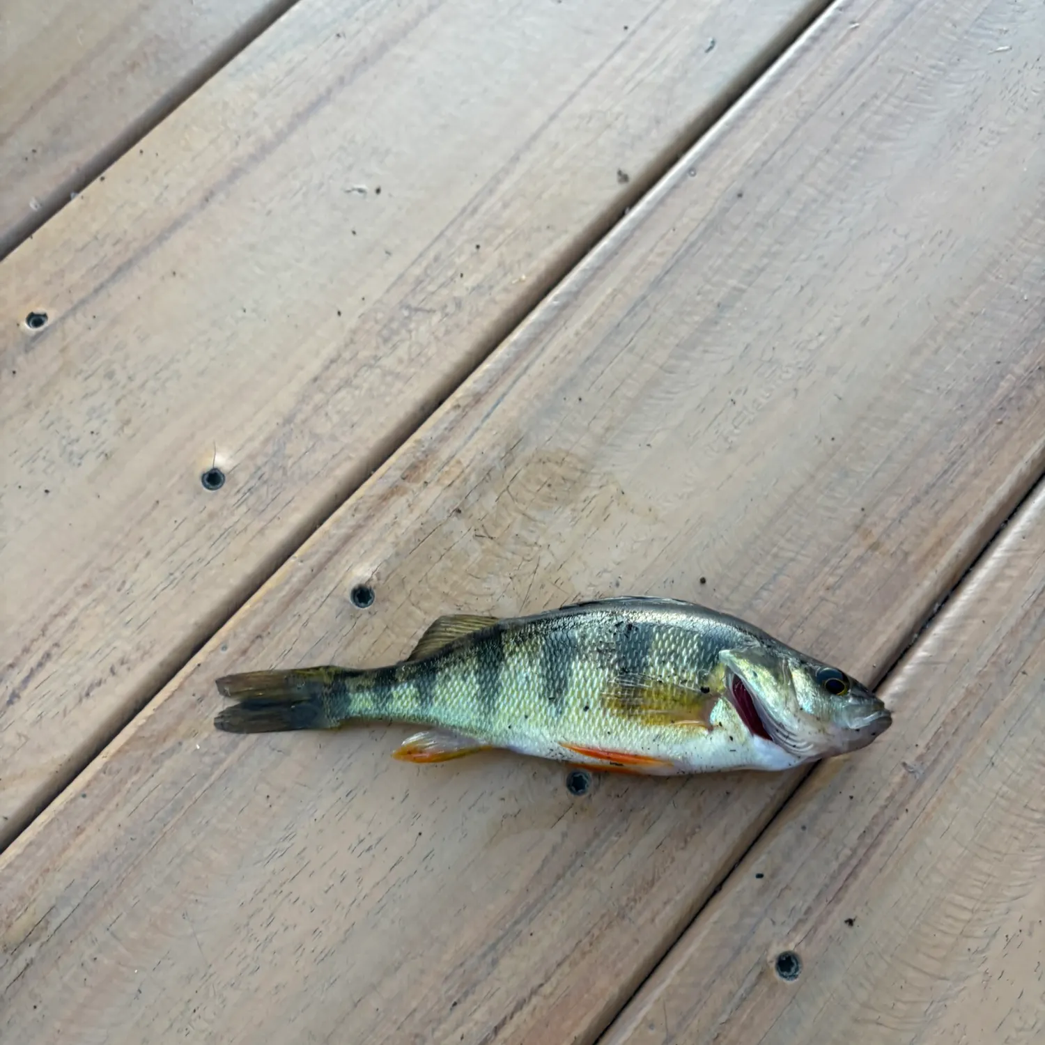 Yellow perch caught on Fishbrain