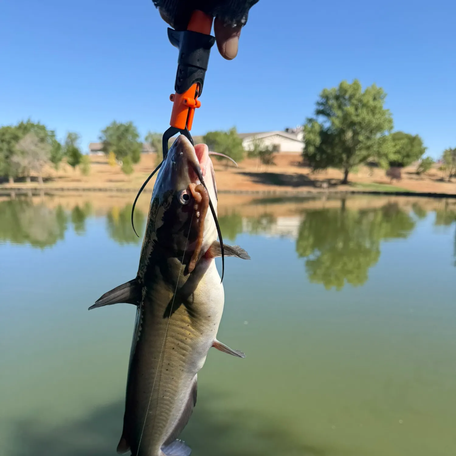 catch