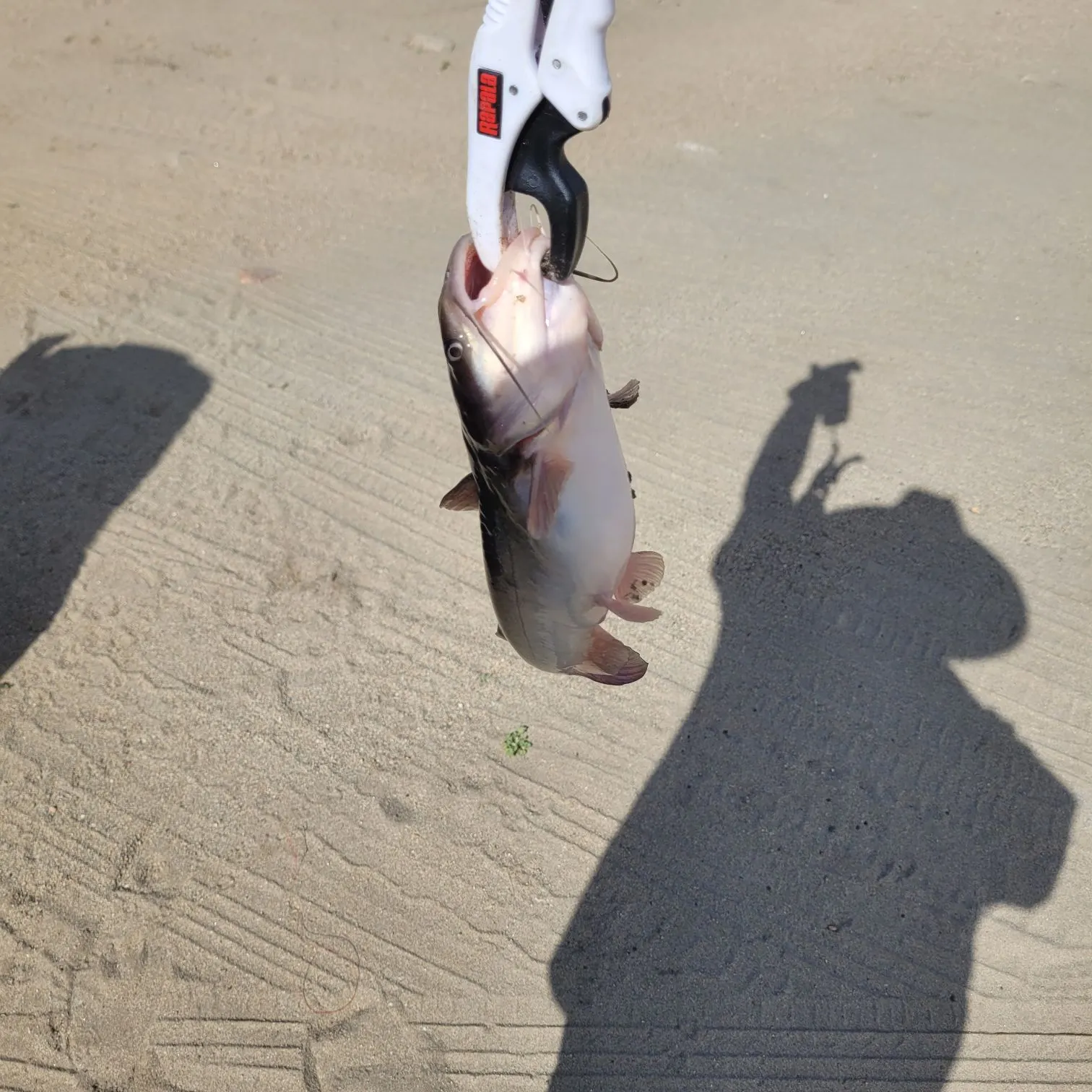 Channel catfish caught on Fishbrain