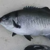 The most recent Halfmoon catches on Fishbrain