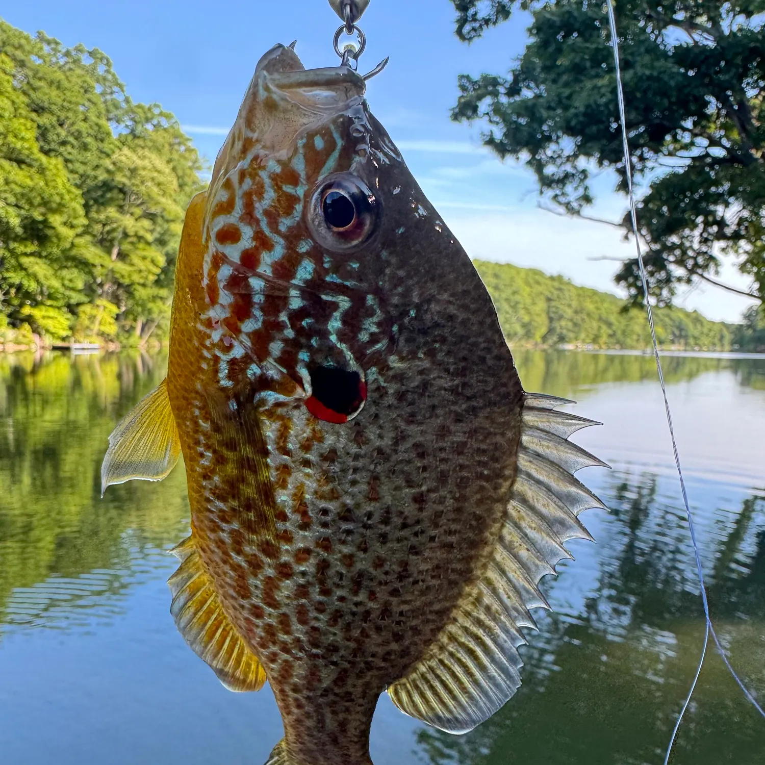 Pumpkinseed caught on Fishbrain