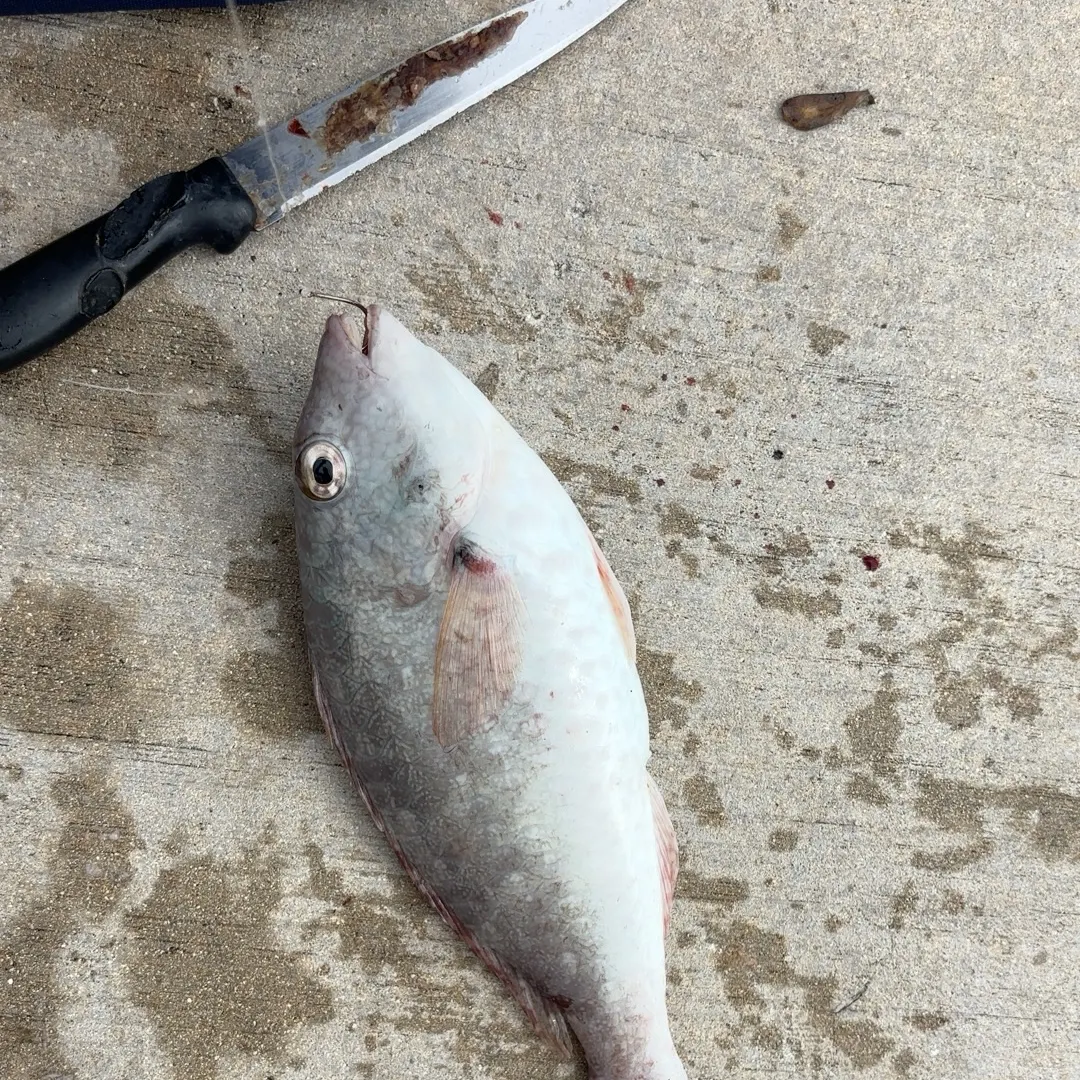 The most recent Redband Parrotfish catches on Fishbrain