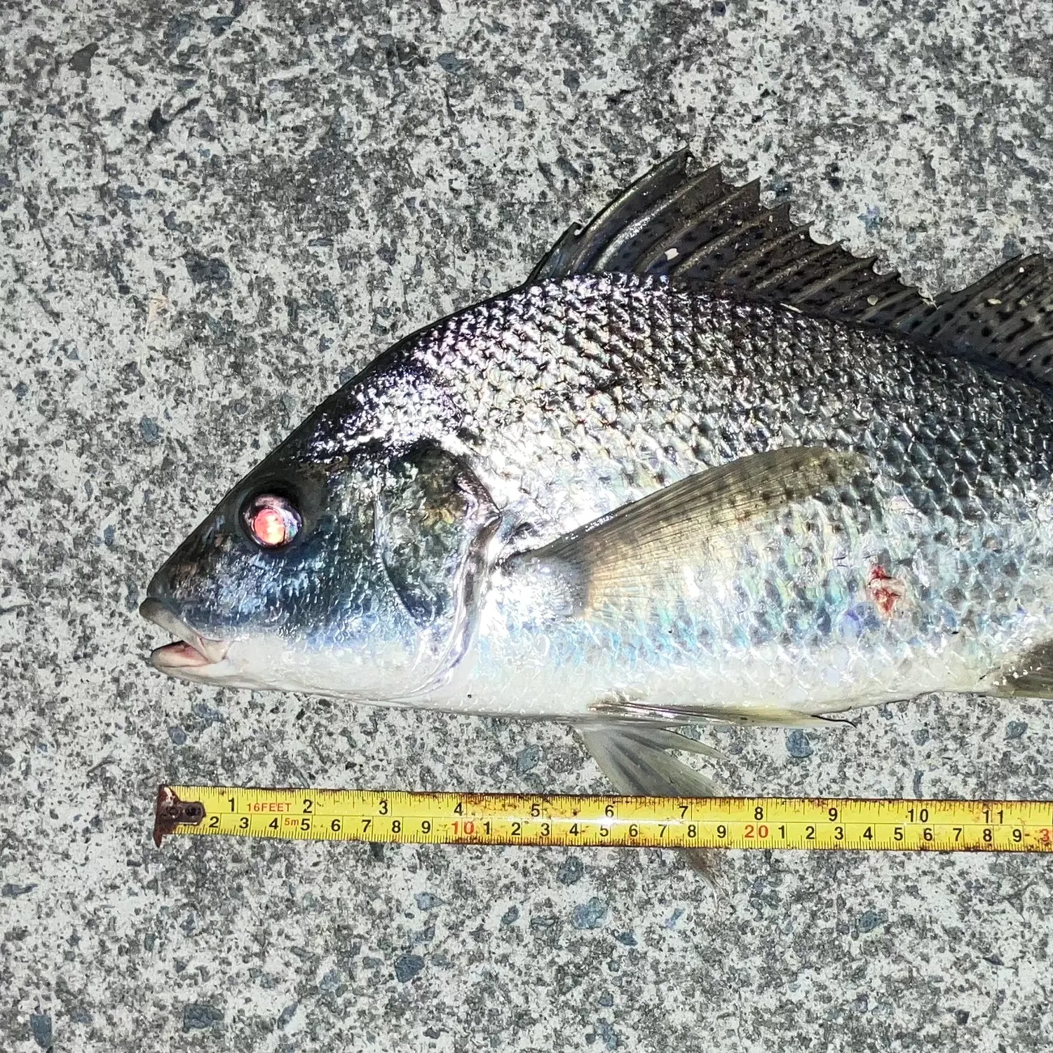 The most recent Javelin grunter catches on Fishbrain