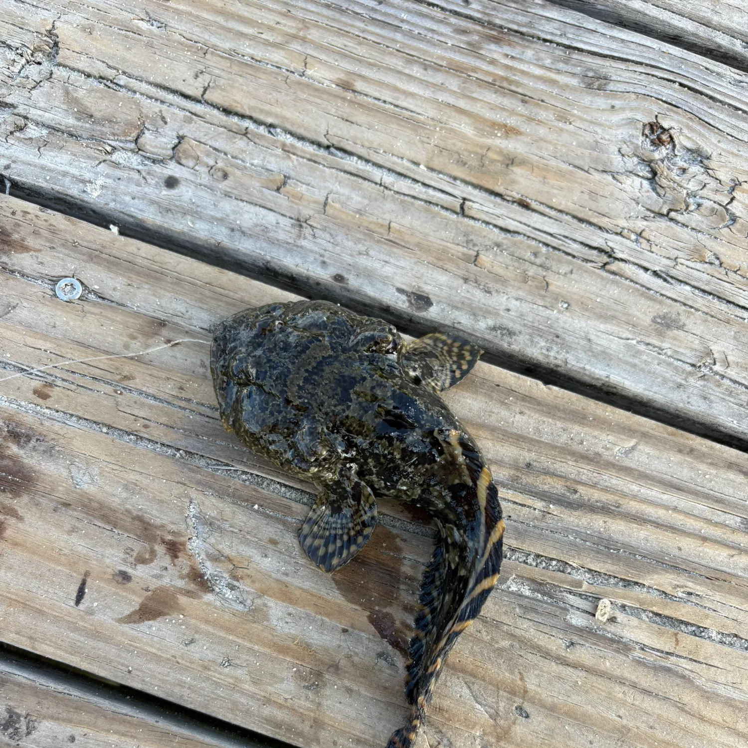 The most recent Gulf toadfish catches on Fishbrain