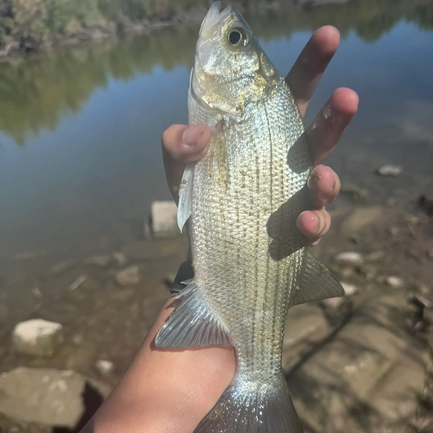 White bass caught on Fishbrain
