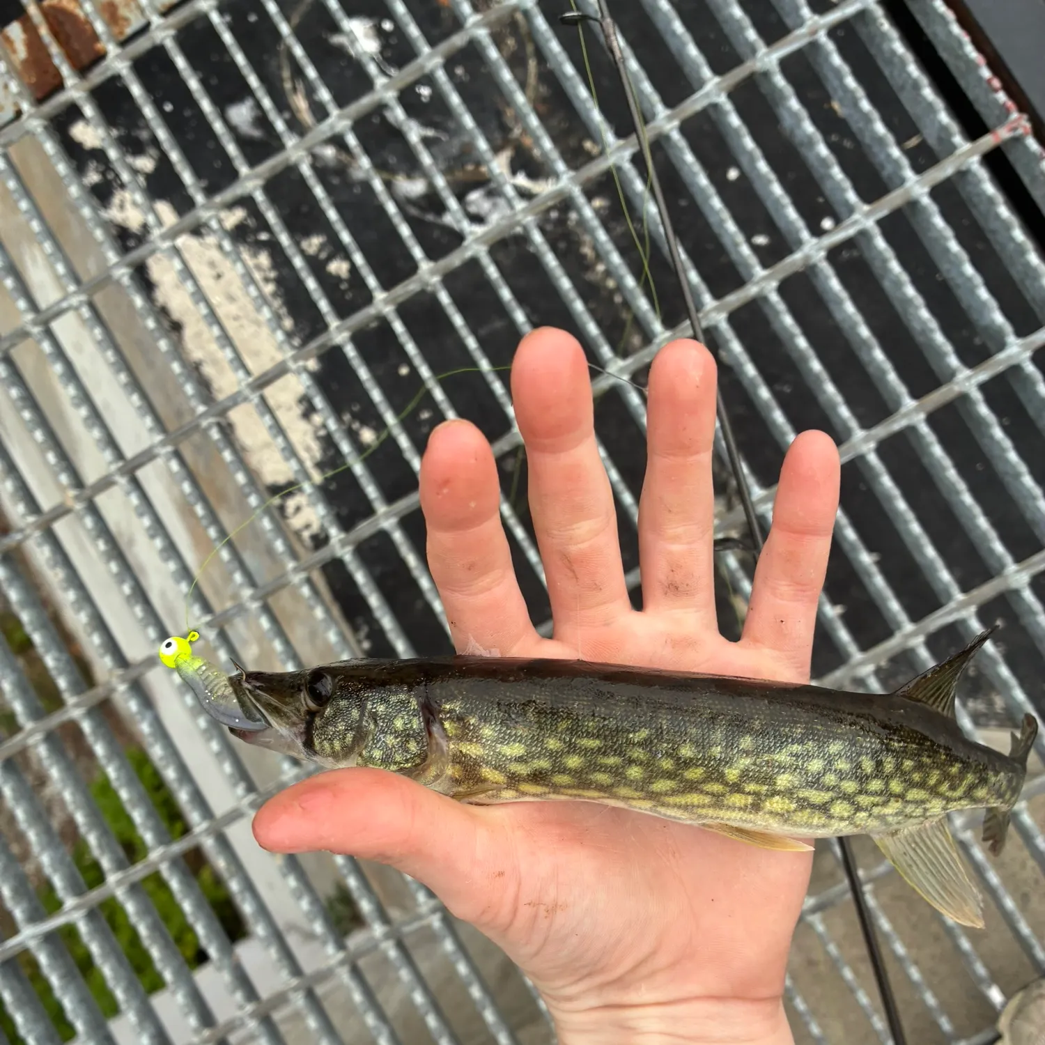 Chain pickerel caught on Fishbrain