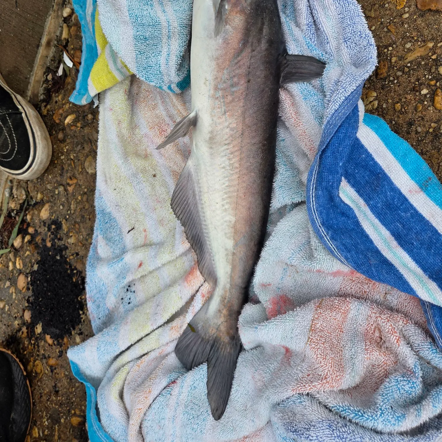 Channel catfish caught on Fishbrain