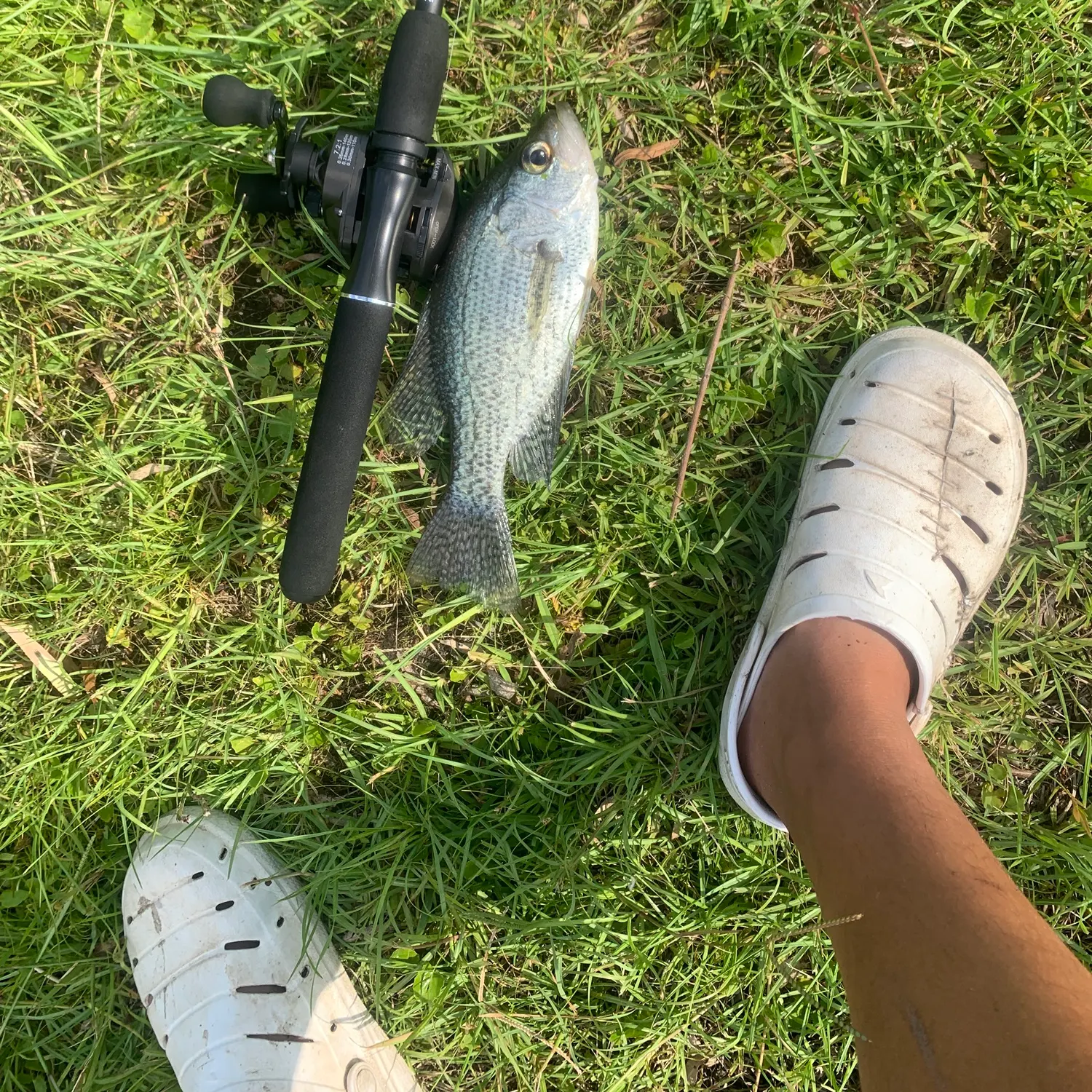 Black crappie caught on Fishbrain