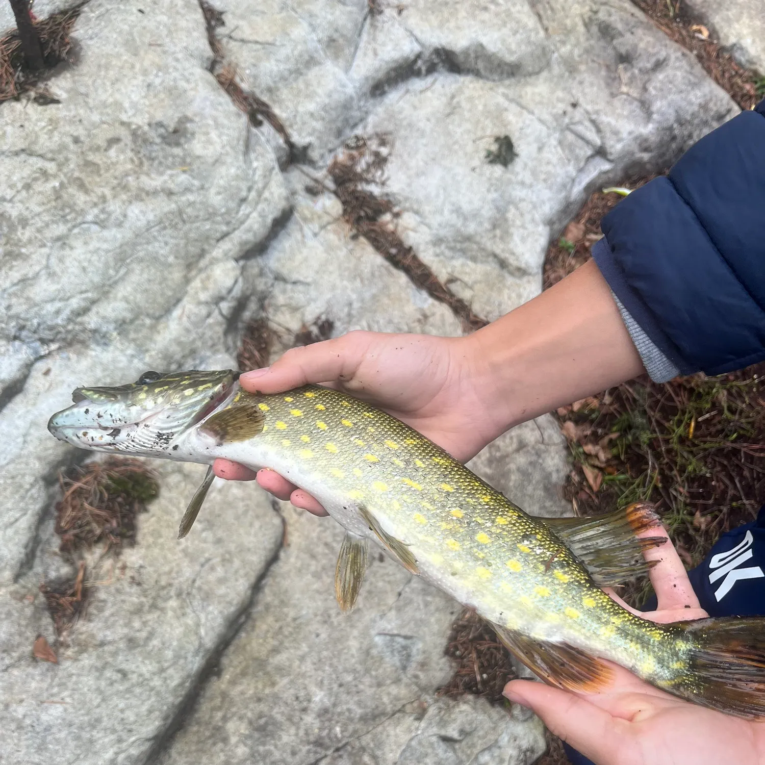 Northern pike caught on Fishbrain