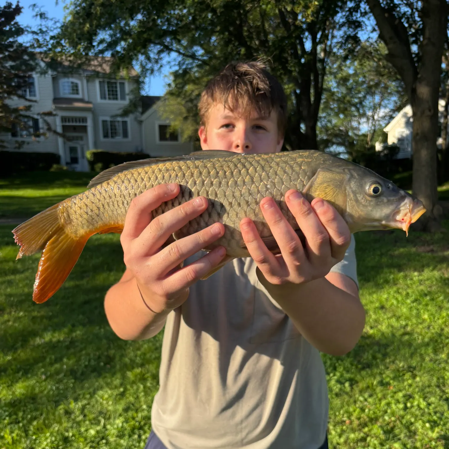 Common carp caught on Fishbrain
