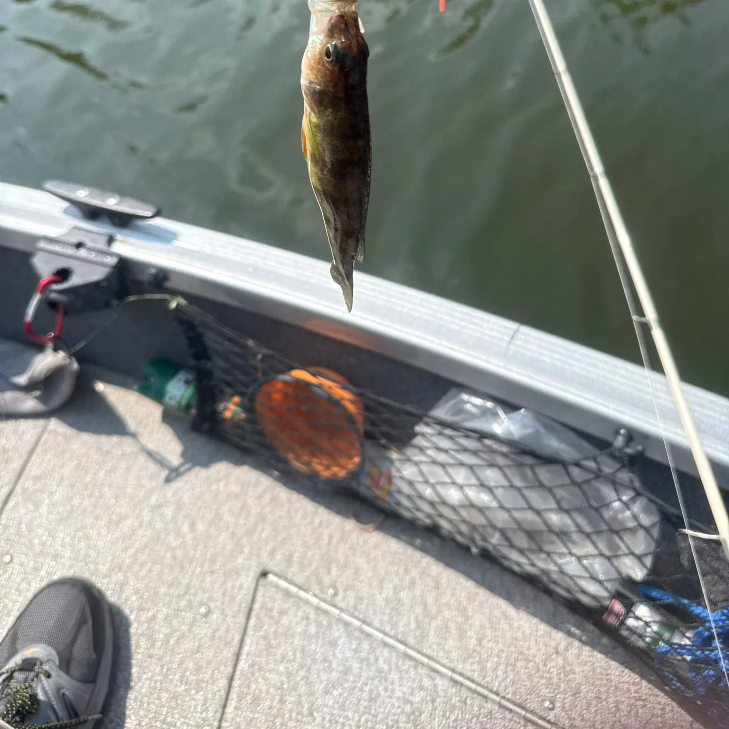 Yellow perch caught on Fishbrain
