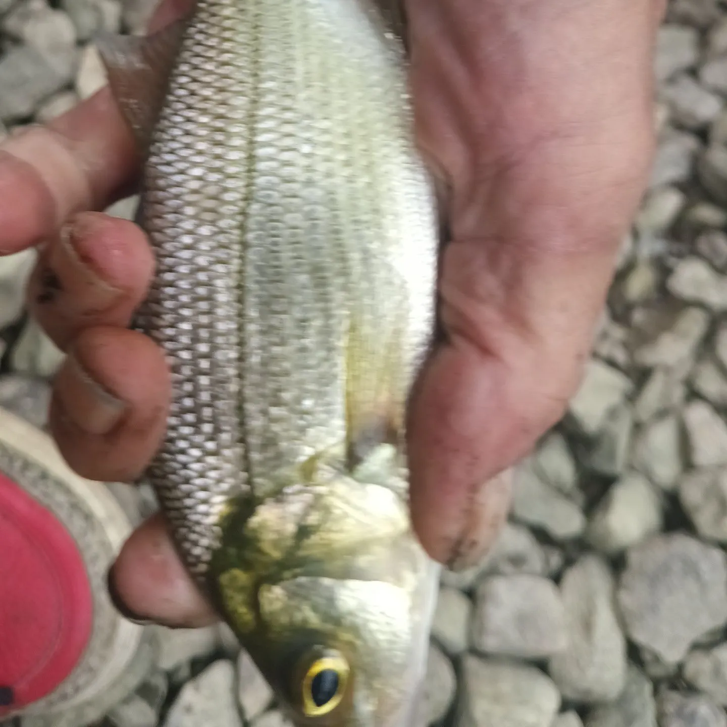 White perch caught on Fishbrain