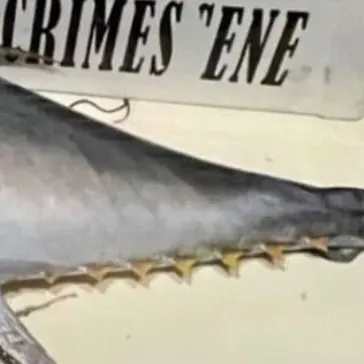 The most recent Atlantic bluefin tuna catches on Fishbrain