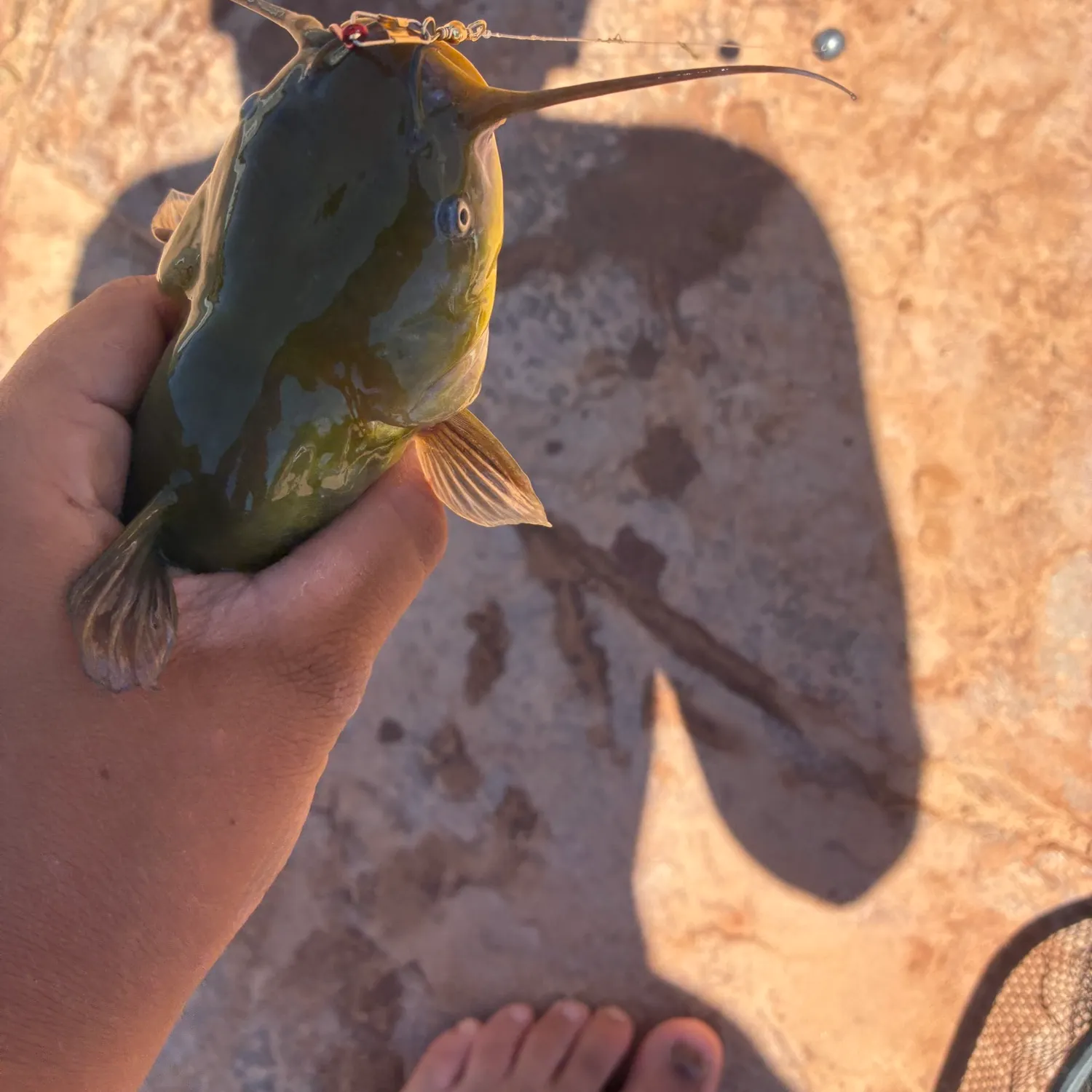 catch