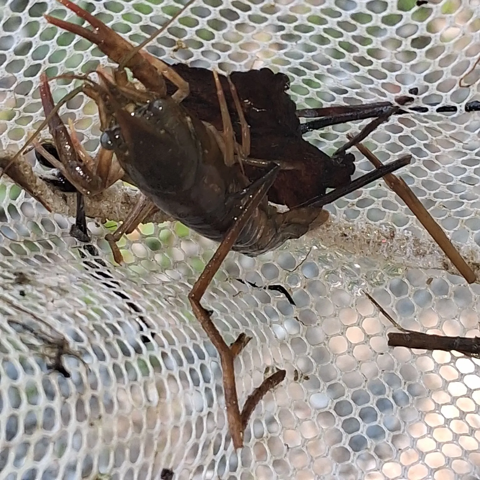 The most recent Northern clearwater crayfish catches on Fishbrain