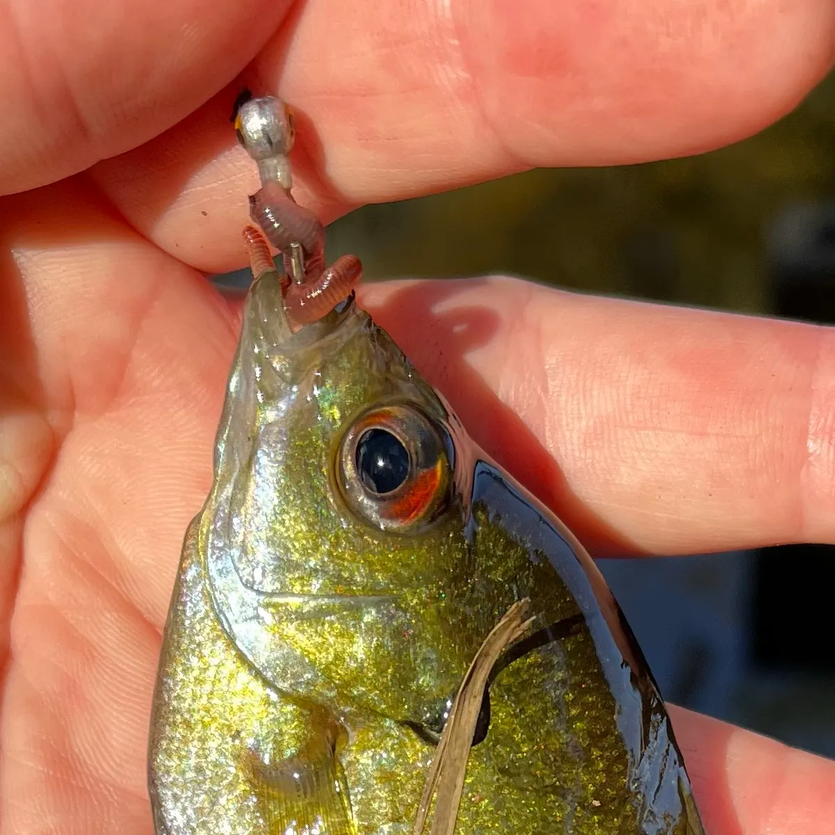 Redbreast sunfish caught on Fishbrain