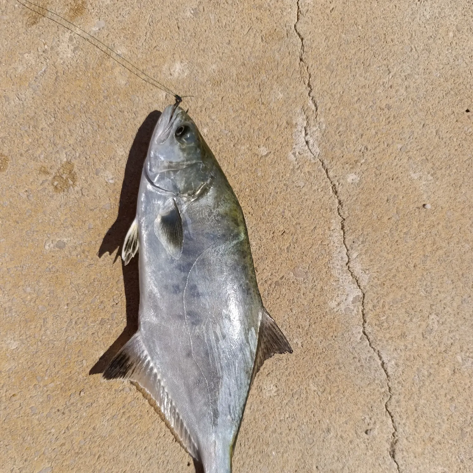 The most recent Leerfish catches on Fishbrain