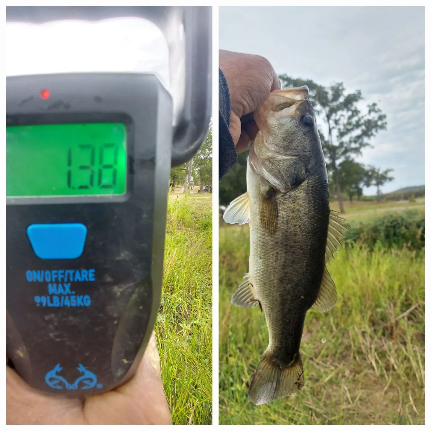 Largemouth bass caught on Fishbrain