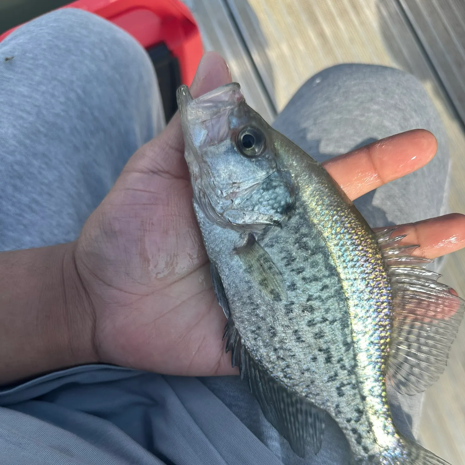 The most recent Black crappie catches on Fishbrain