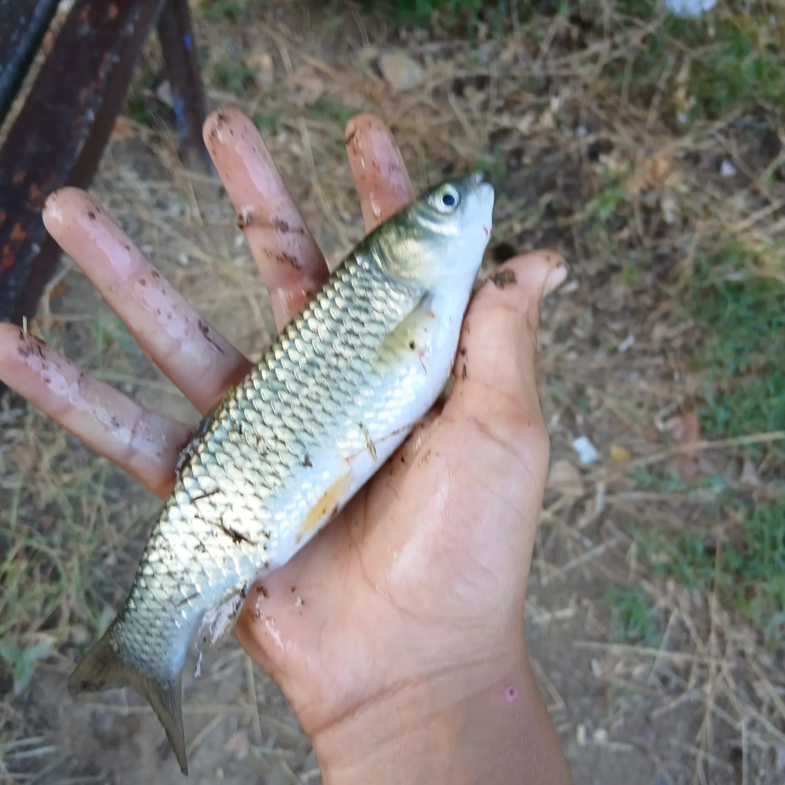 Common rudd caught on Fishbrain