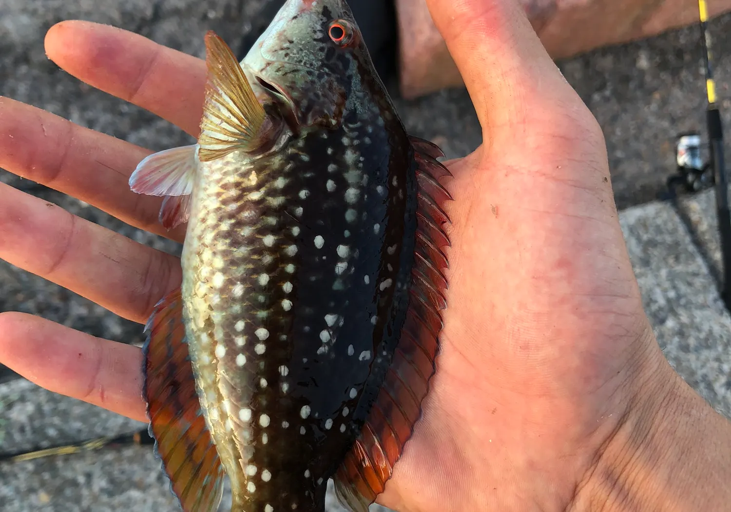 Goldsinny-wrasse