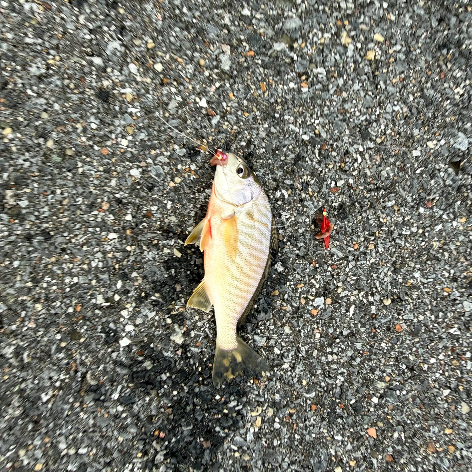 Spot croaker caught on Fishbrain