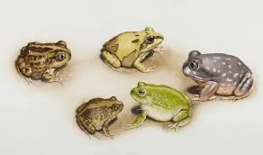 frog