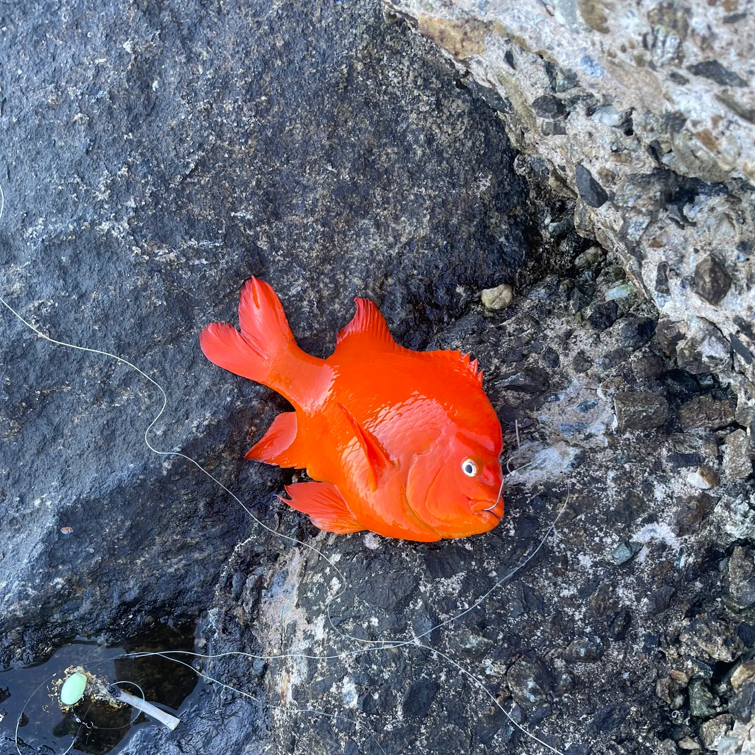 The most recent Garibaldi damselfish catches on Fishbrain