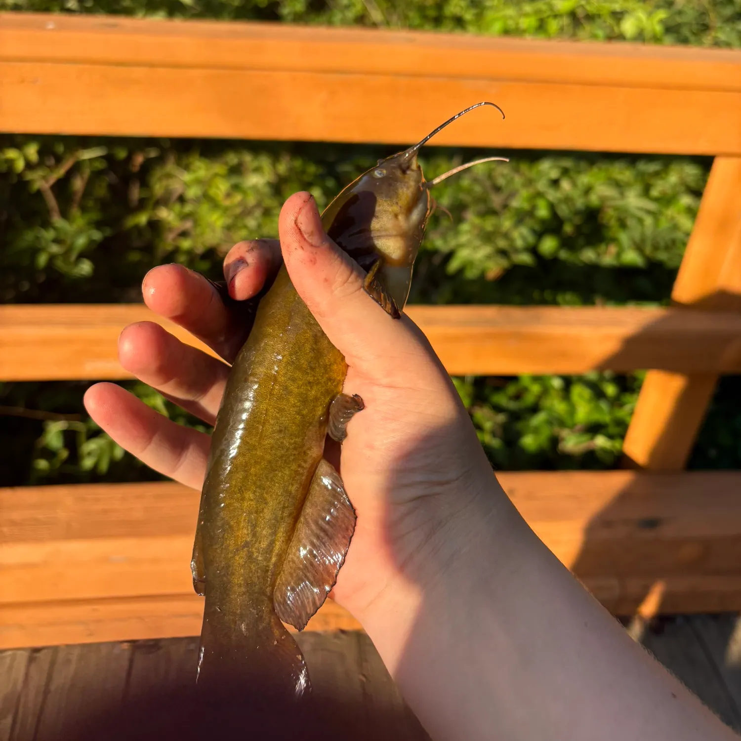 Yellow bullhead caught on Fishbrain