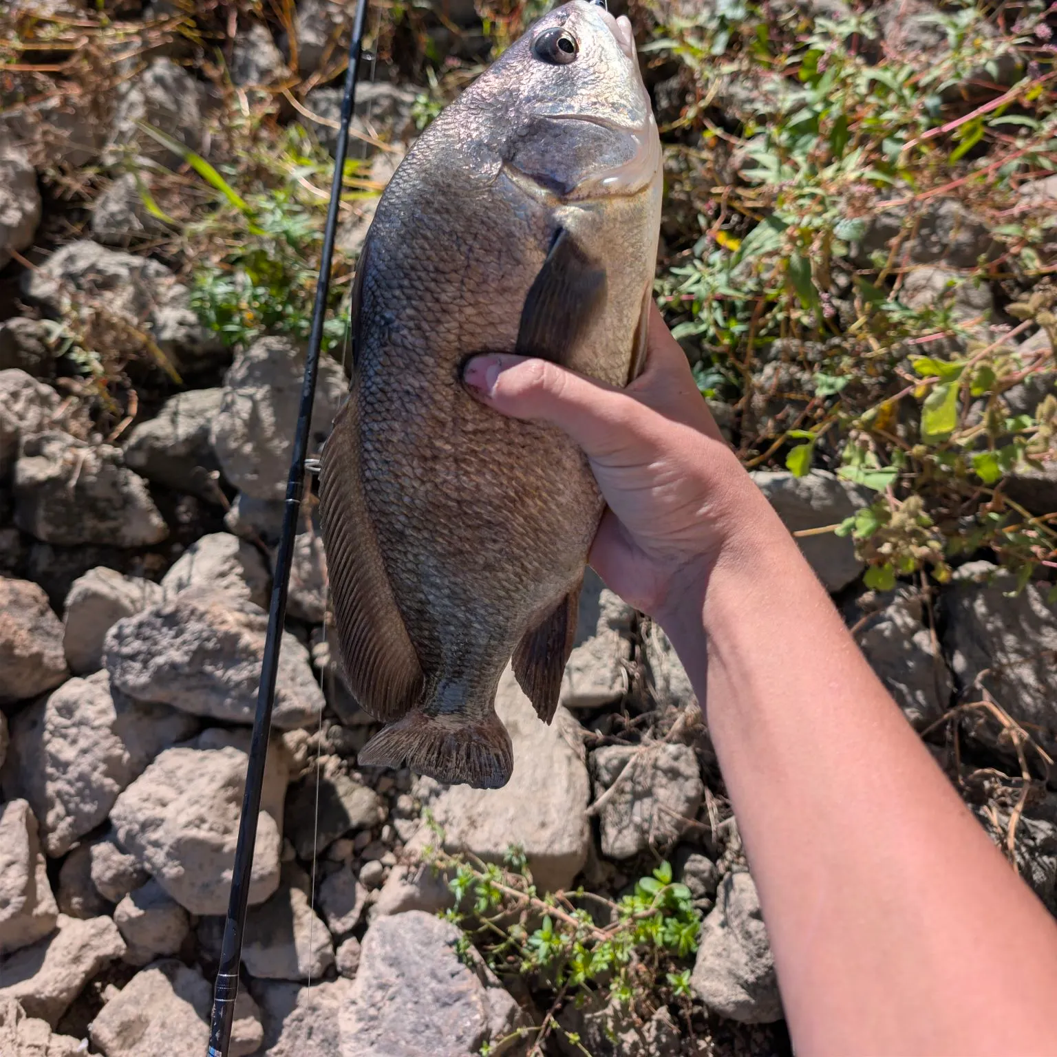 Freshwater drum caught on Fishbrain