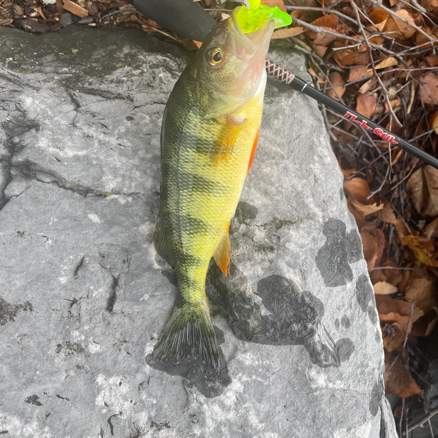 Yellow perch caught on Fishbrain