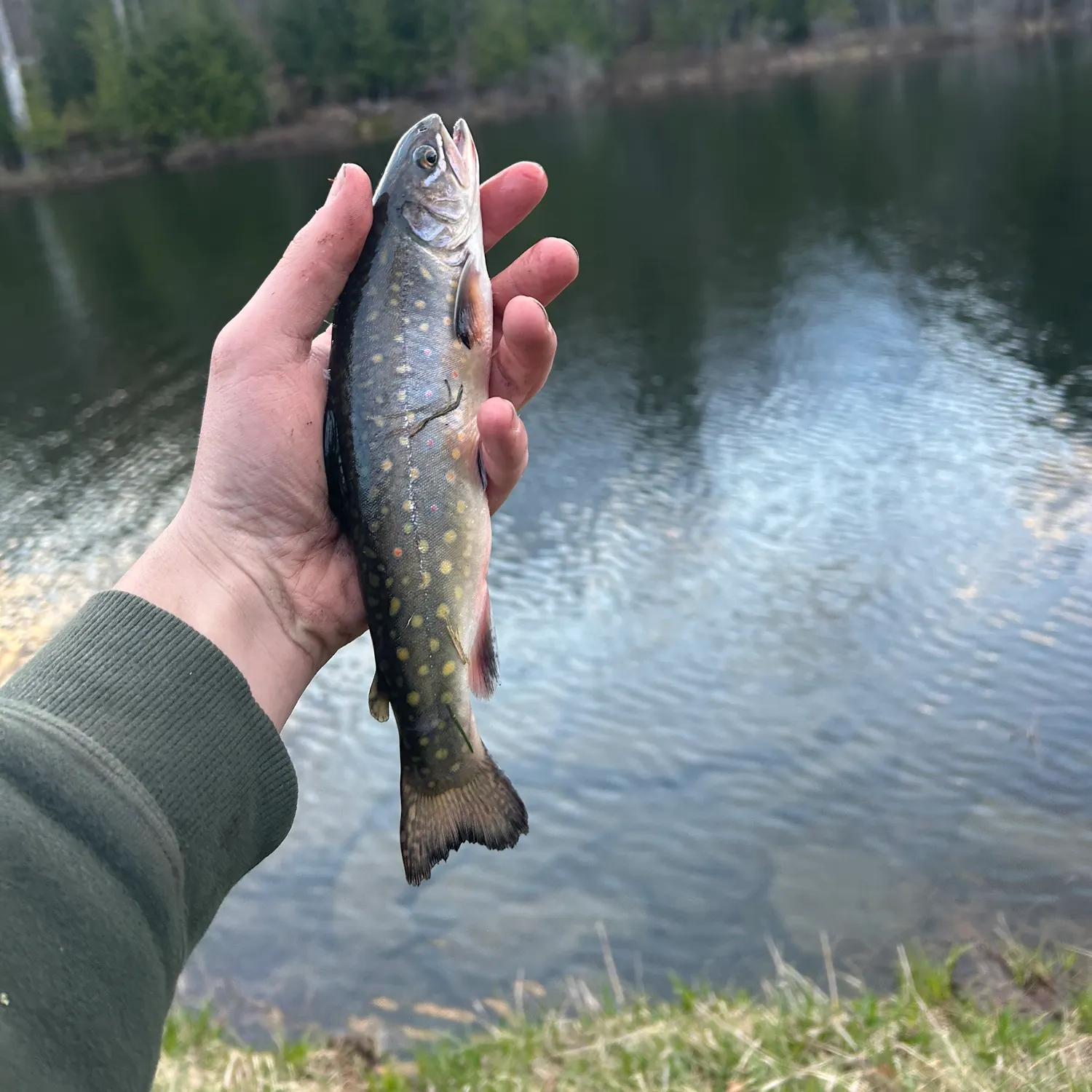 The most recent Brook trout catches on Fishbrain