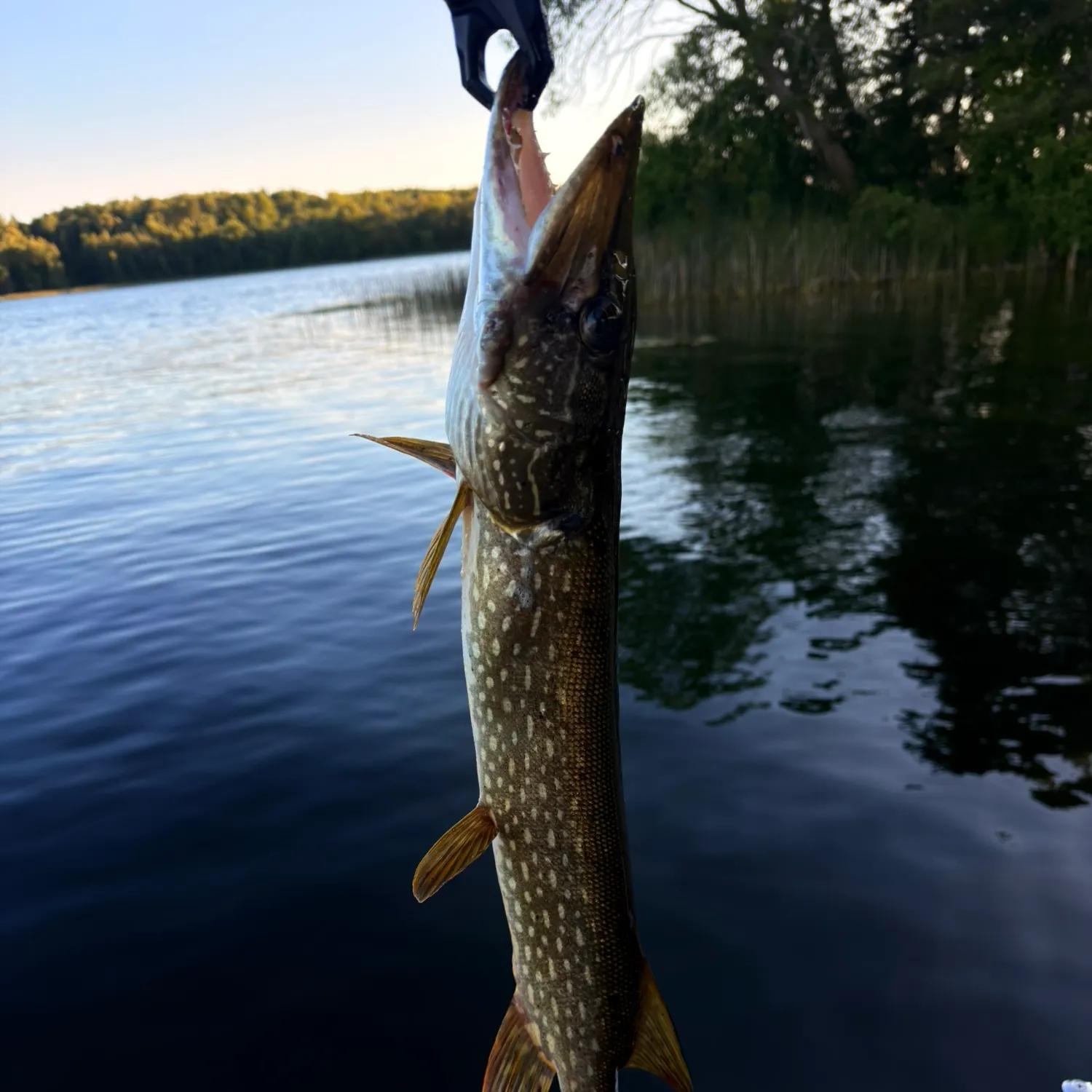 Northern pike caught on Fishbrain