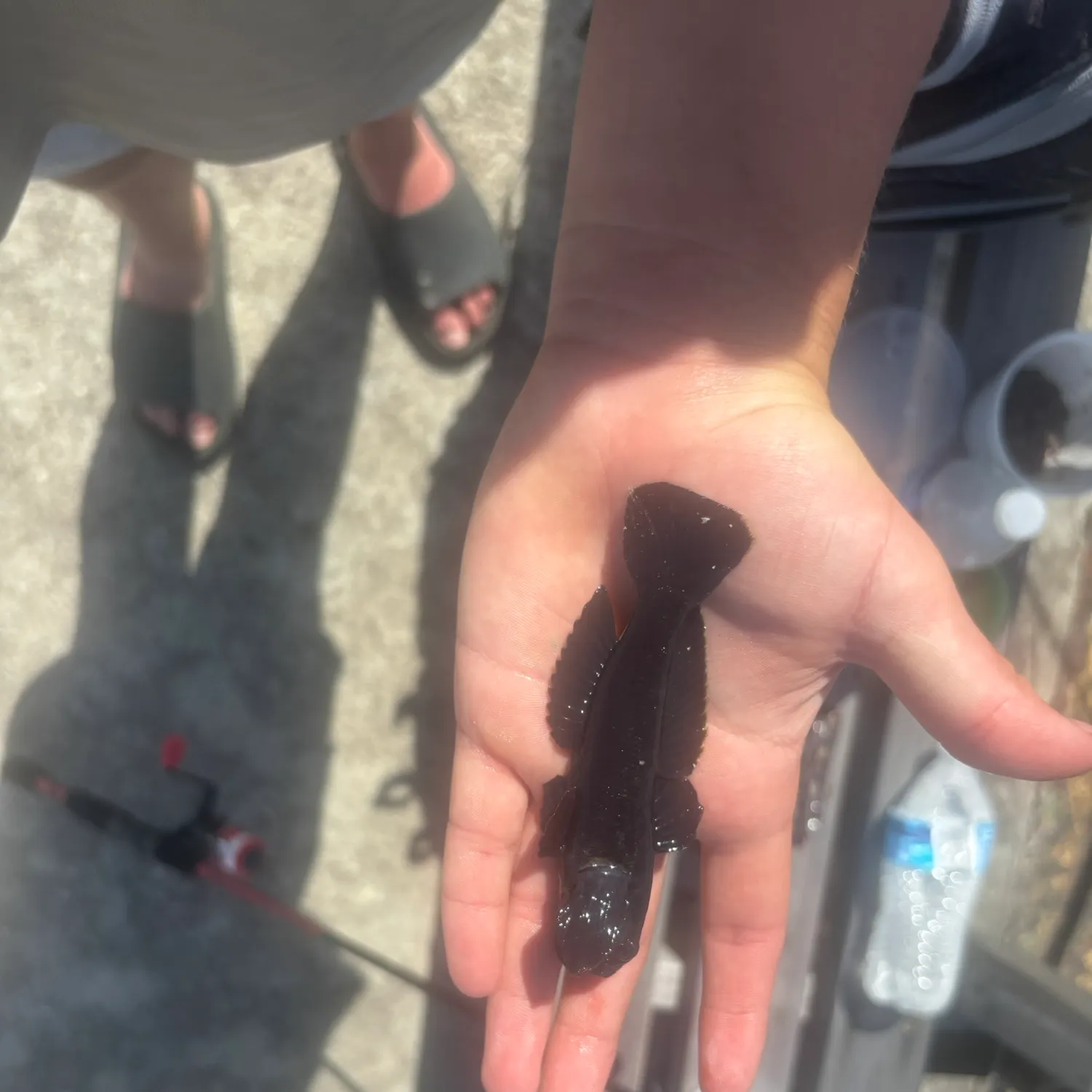The most recent Black goby catches on Fishbrain
