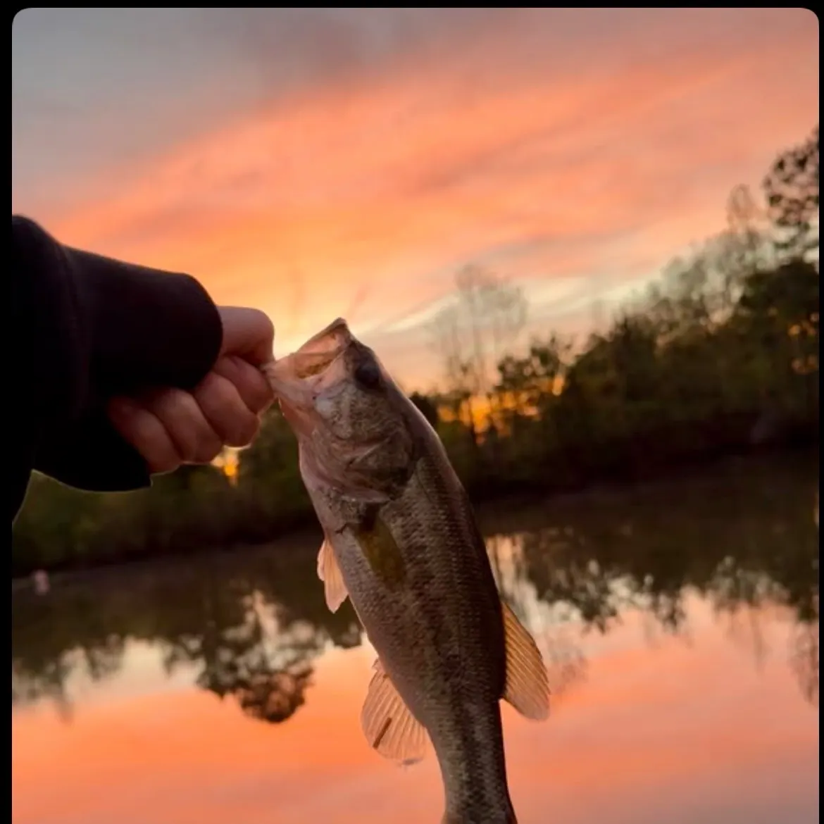 Largemouth bass caught on Fishbrain