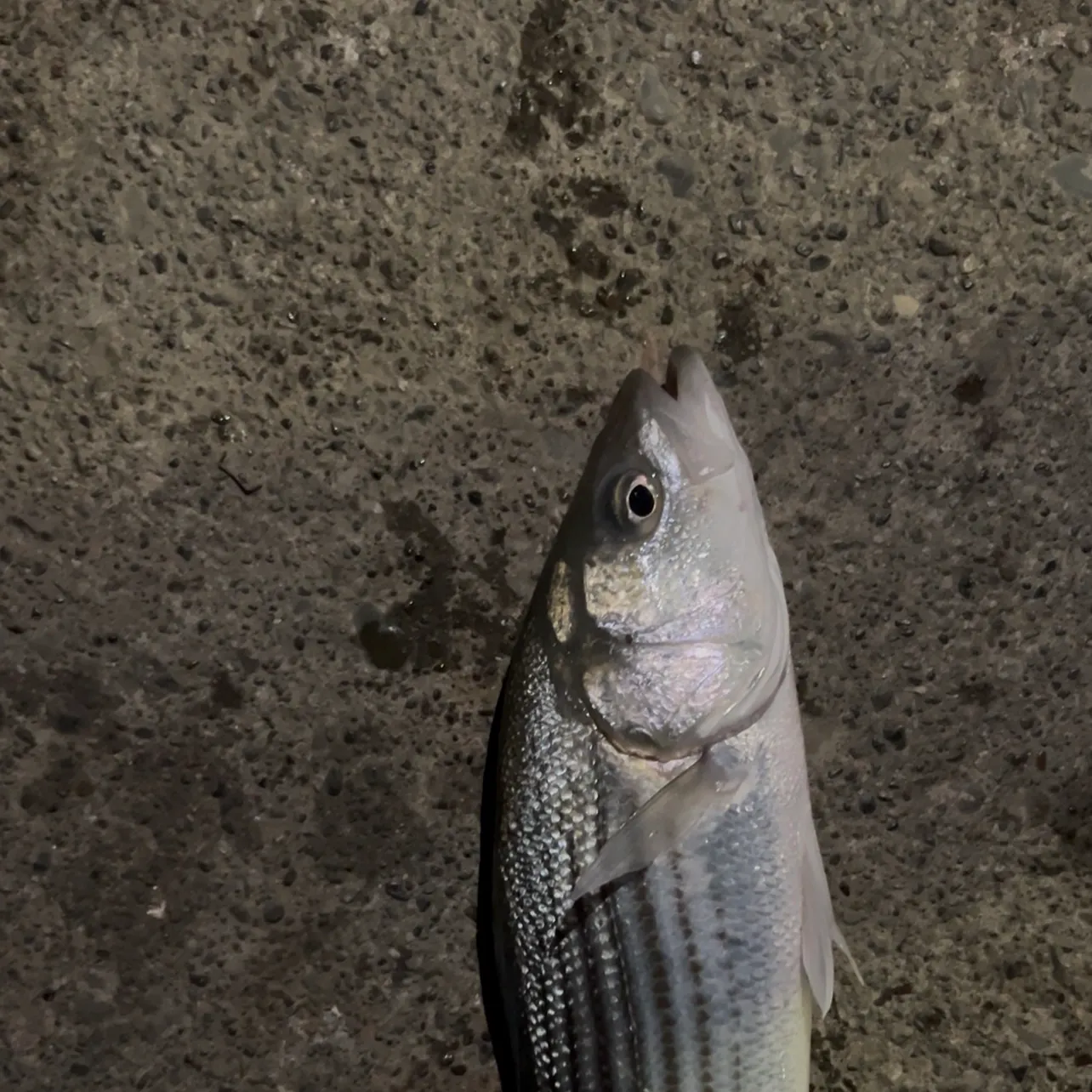 Striped bass caught on Fishbrain