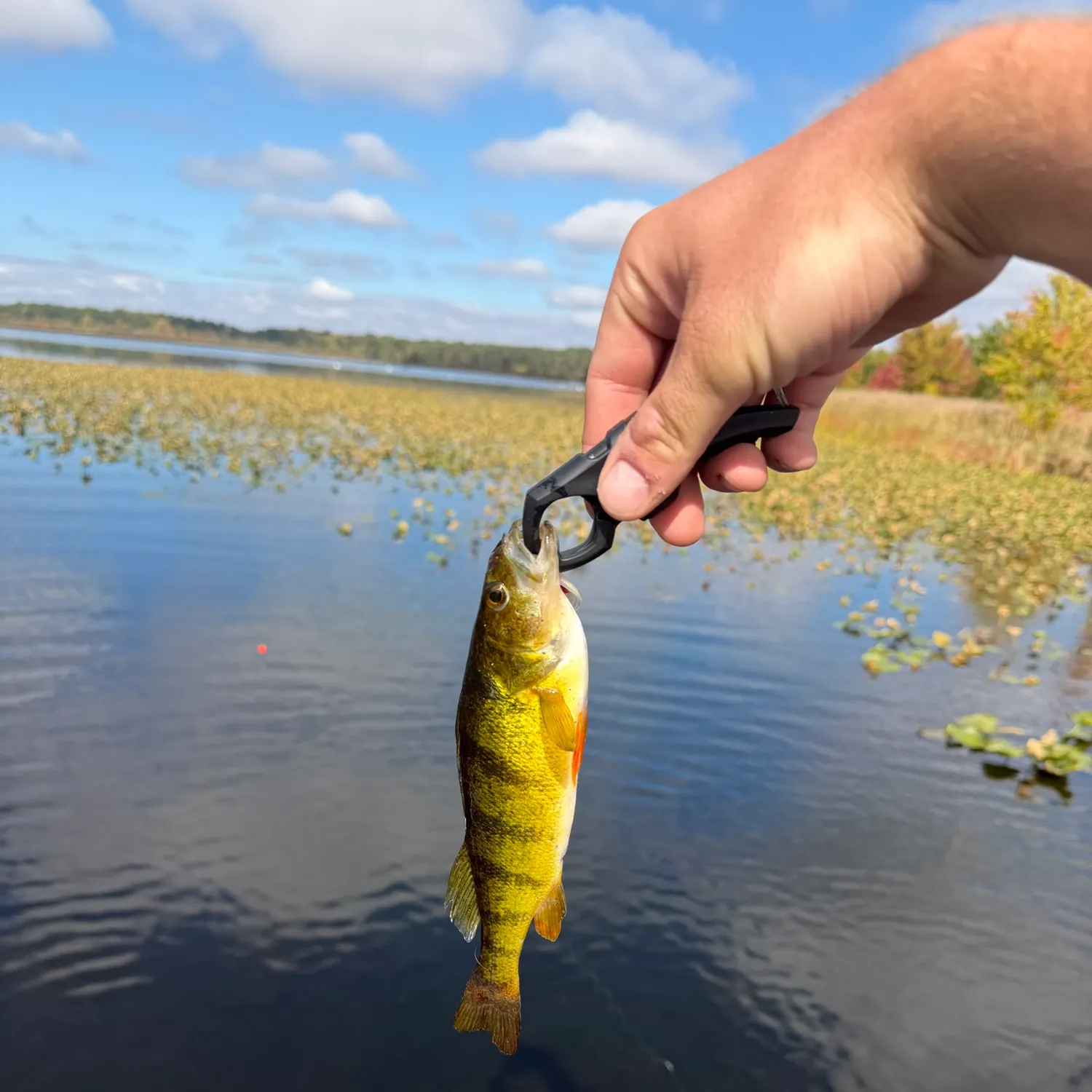 Yellow perch caught on Fishbrain