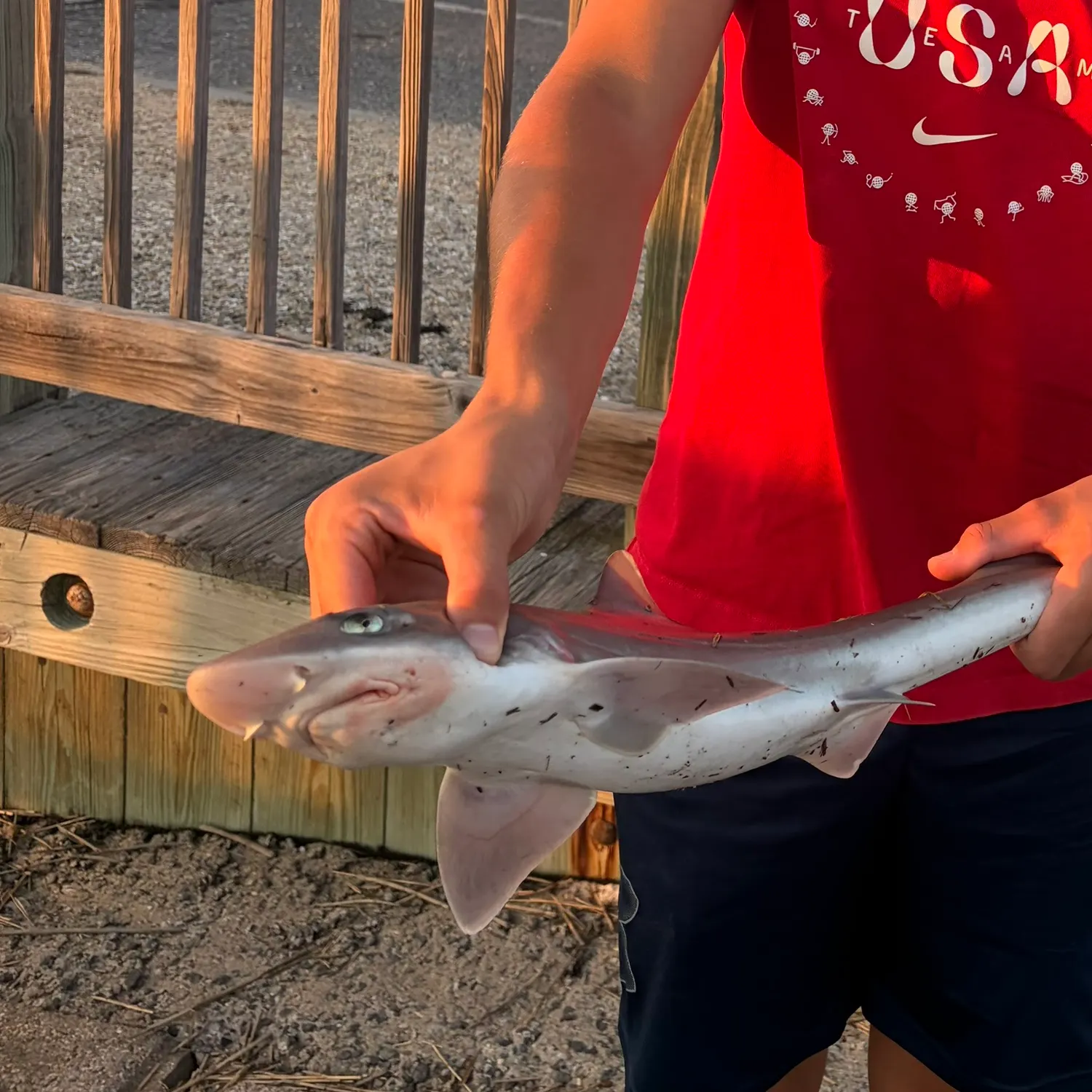 Dusky smooth-hound caught on Fishbrain
