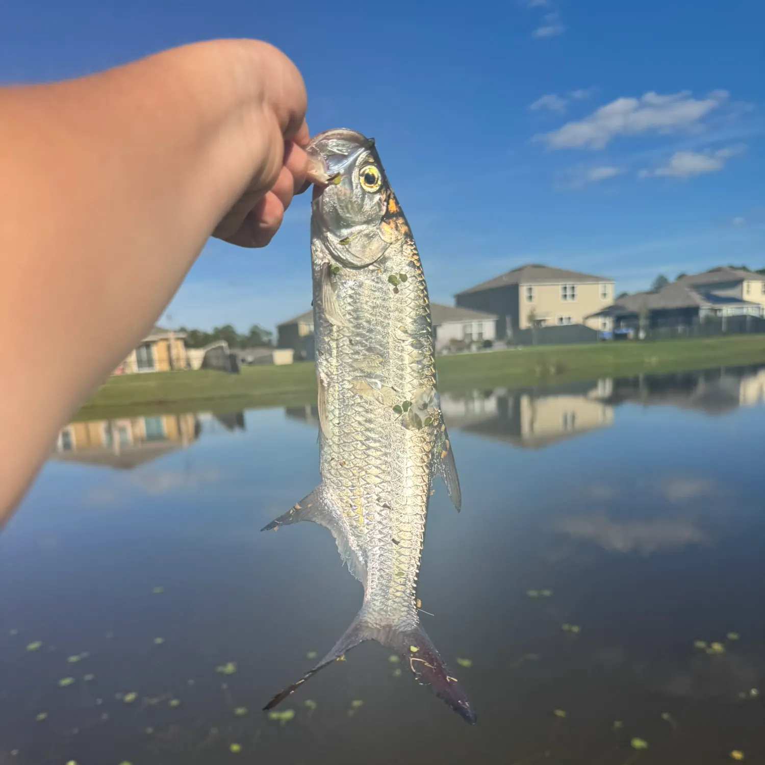 The most recent Tarpon catches on Fishbrain