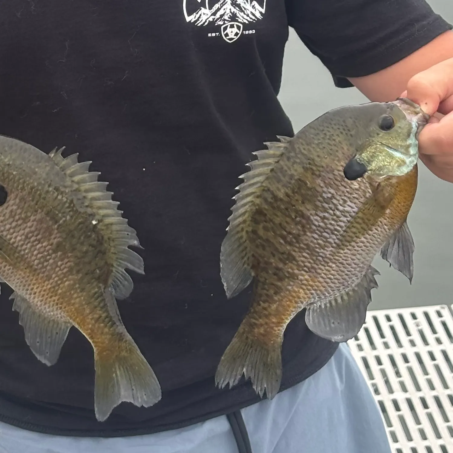 Bluegill caught on Fishbrain