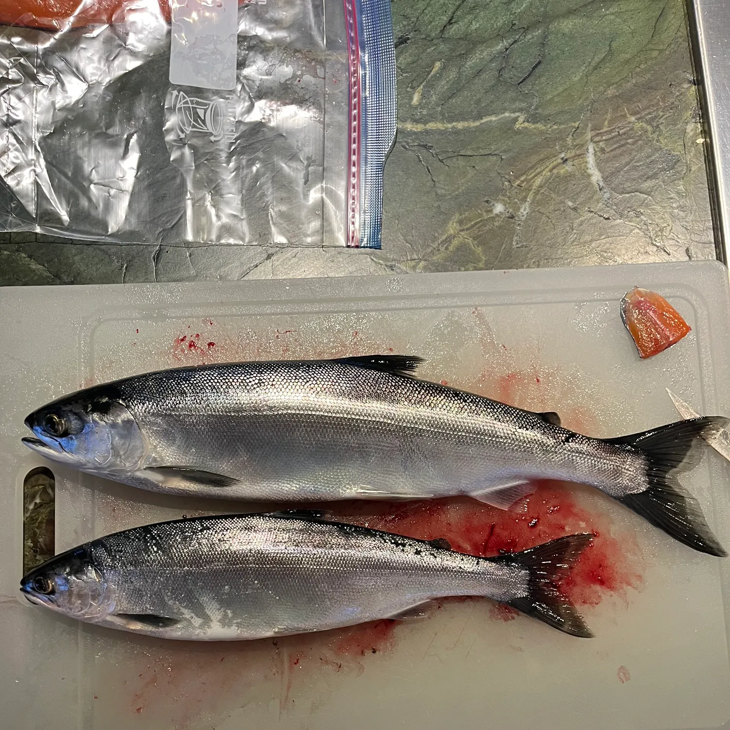 recently logged catches