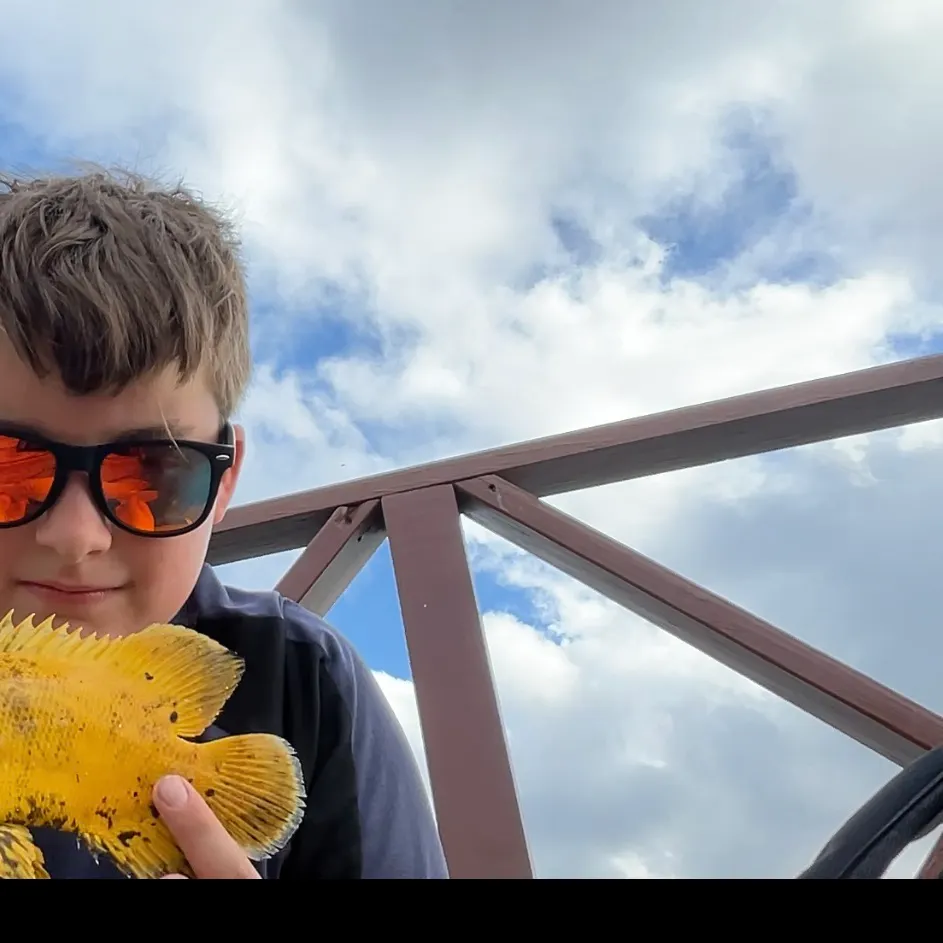 The most recent Pacific tripletail catches on Fishbrain