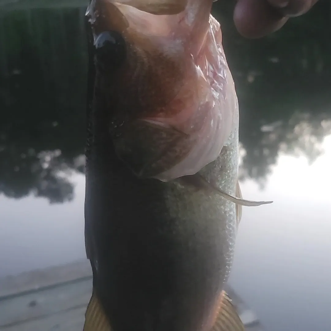 angler catch