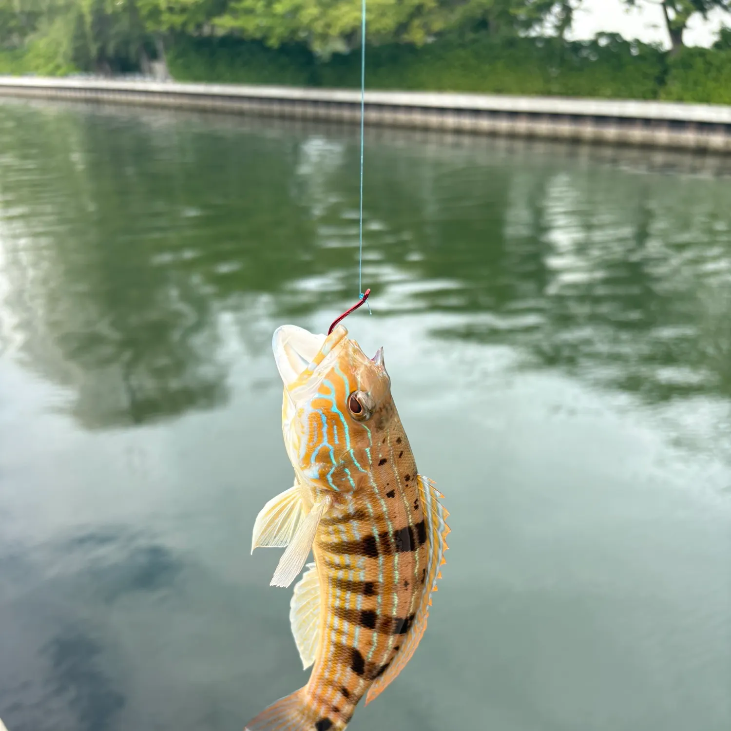 The most recent Sand perch catches on Fishbrain