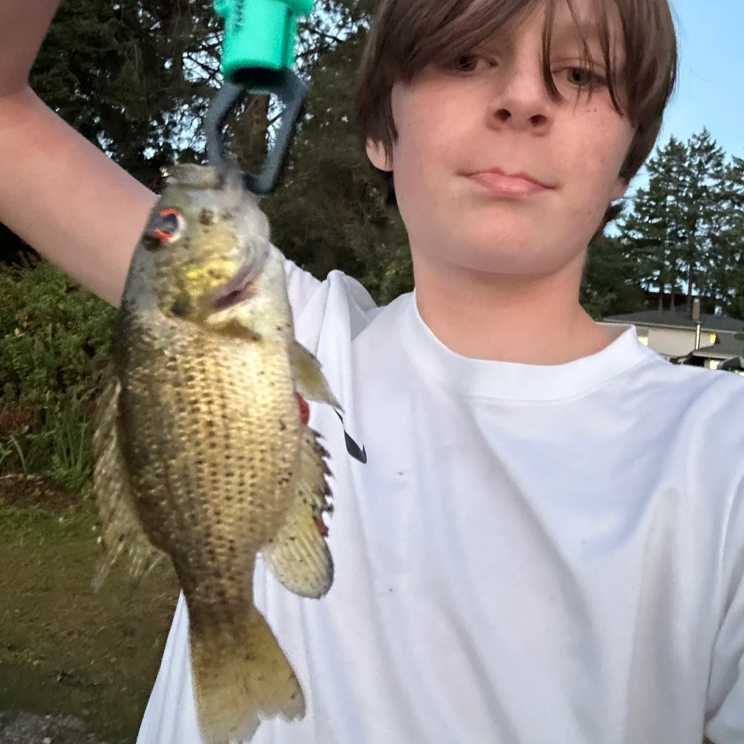 Rock bass caught on Fishbrain