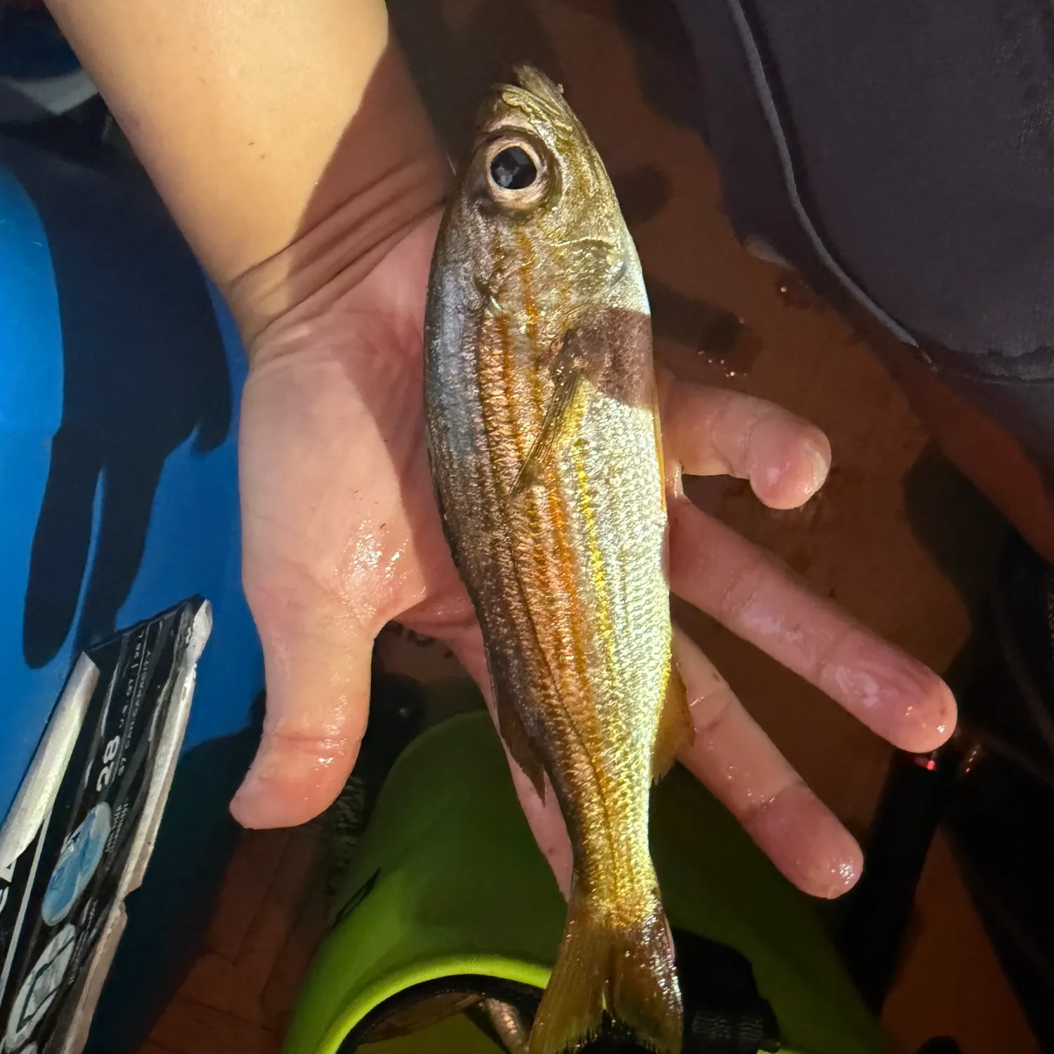 Californian salema caught on Fishbrain