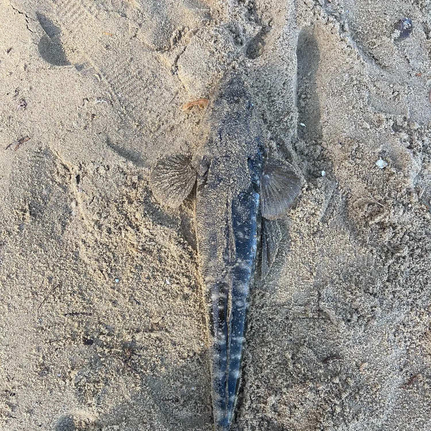 Dusky flathead caught on Fishbrain